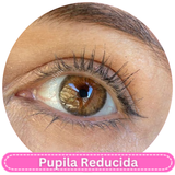 BC61-A Cleopatra Hazel